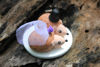 Picture of Hedgehog Wedding Cake Topper - CLEARANCE